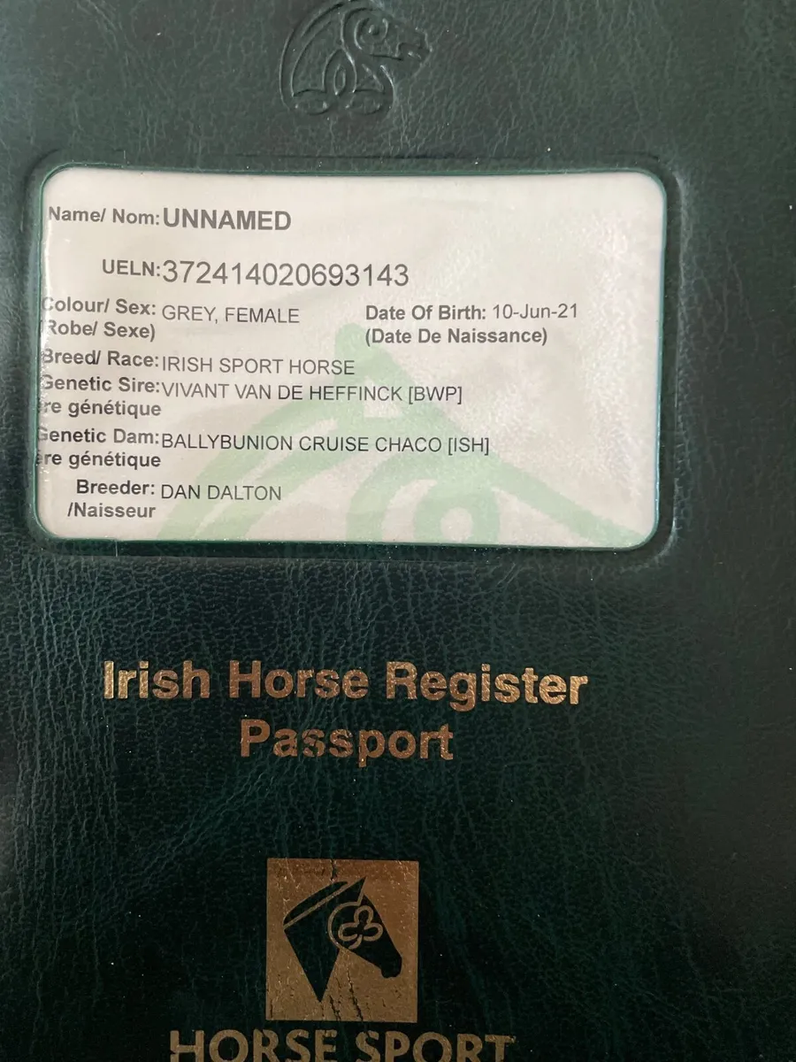 16h 5 year old filly - Image 4