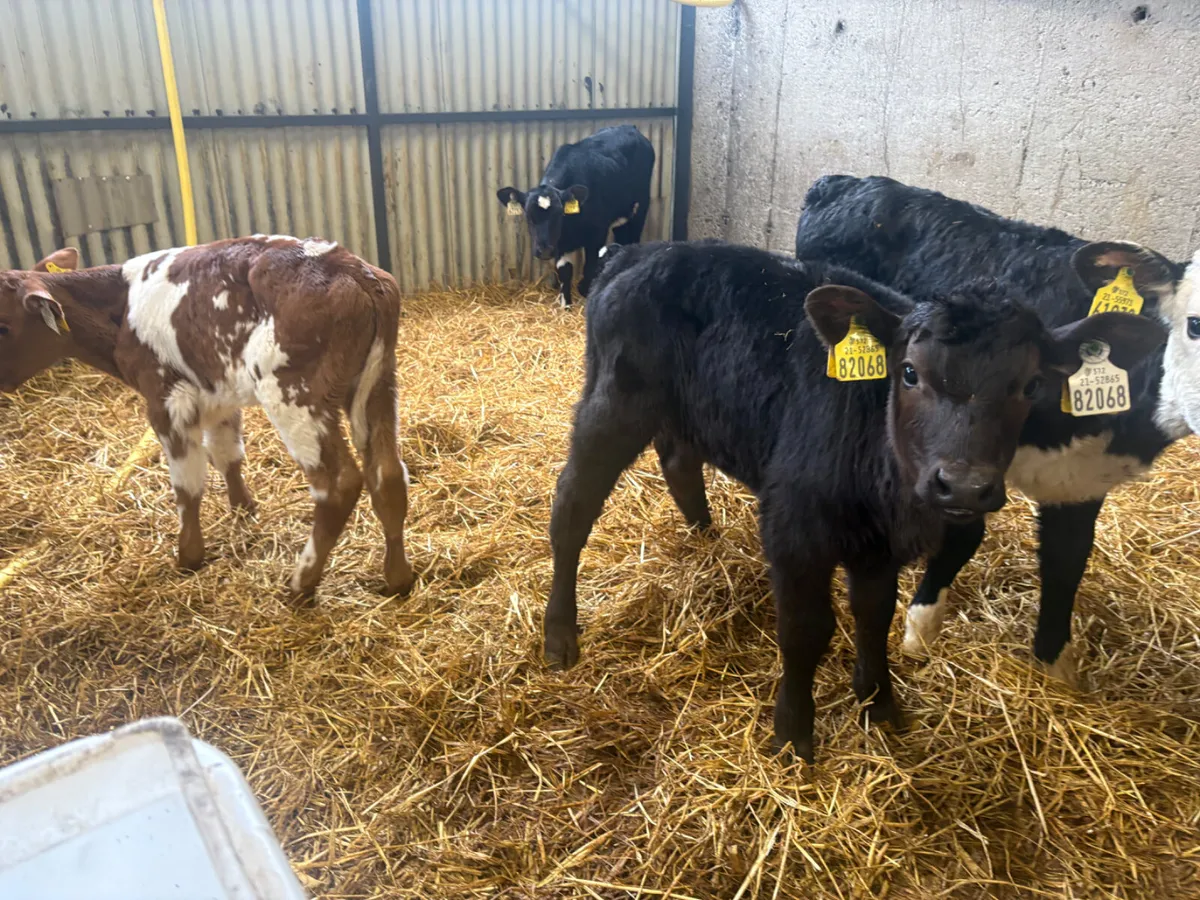 20 continental calves - Image 4