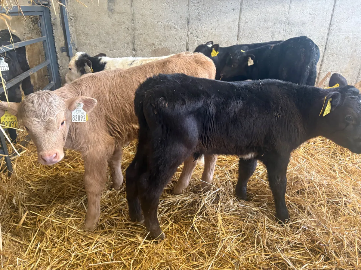 20 continental calves - Image 1