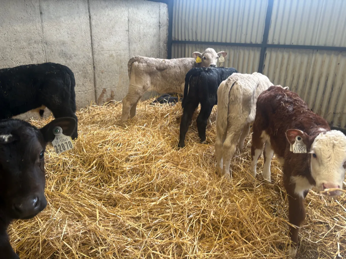 20 continental calves - Image 2