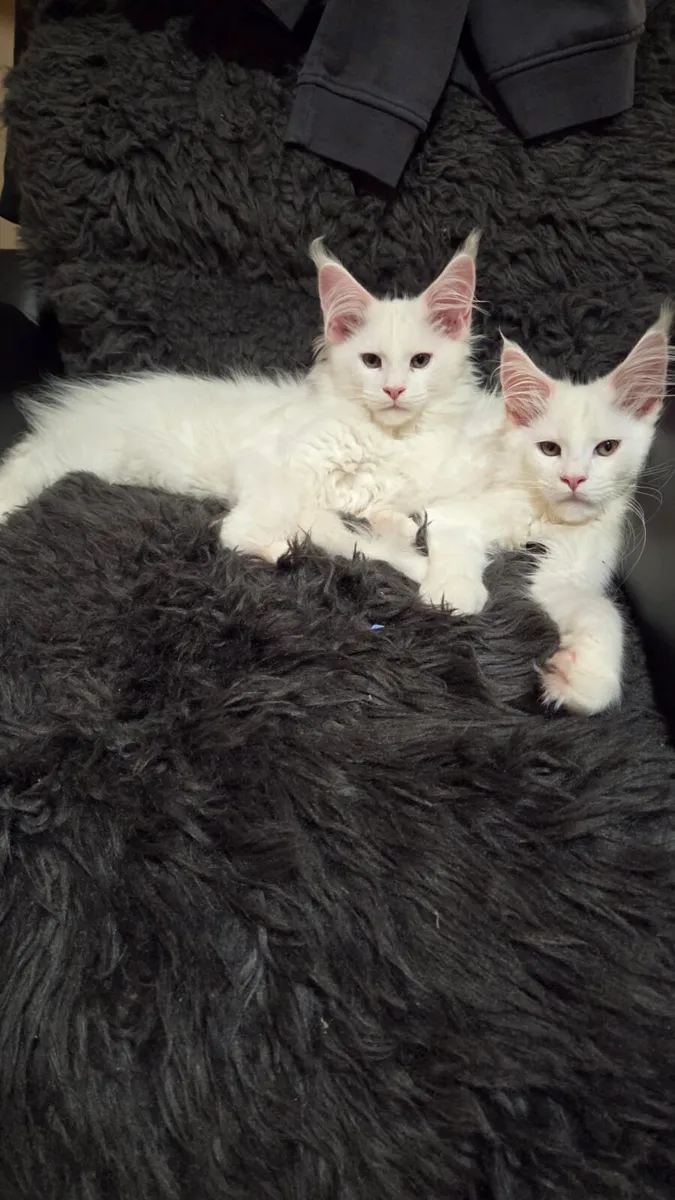 Maine Coon kitten - Image 1