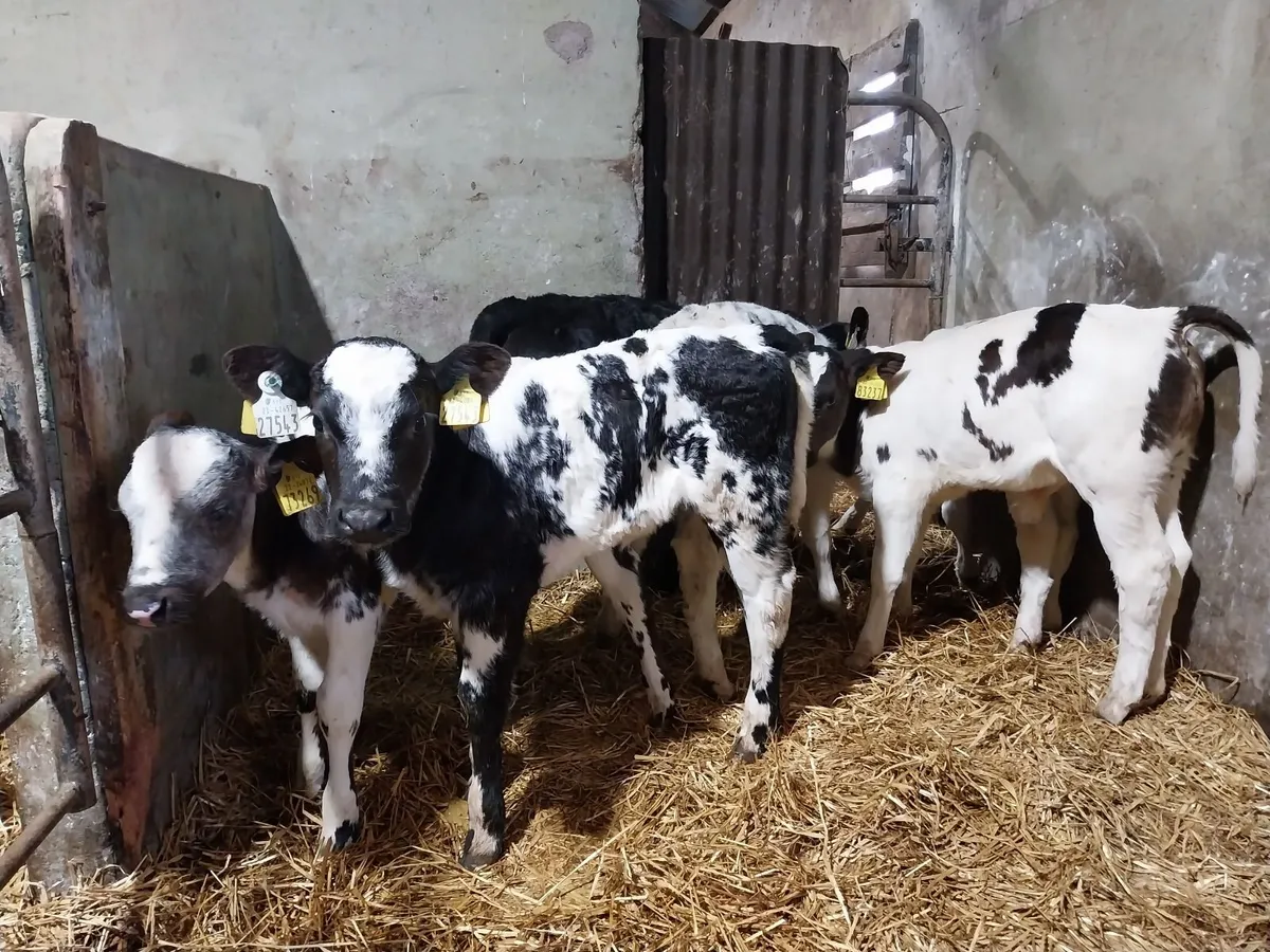 CALVES BULLS AND HEIFERS - Image 2