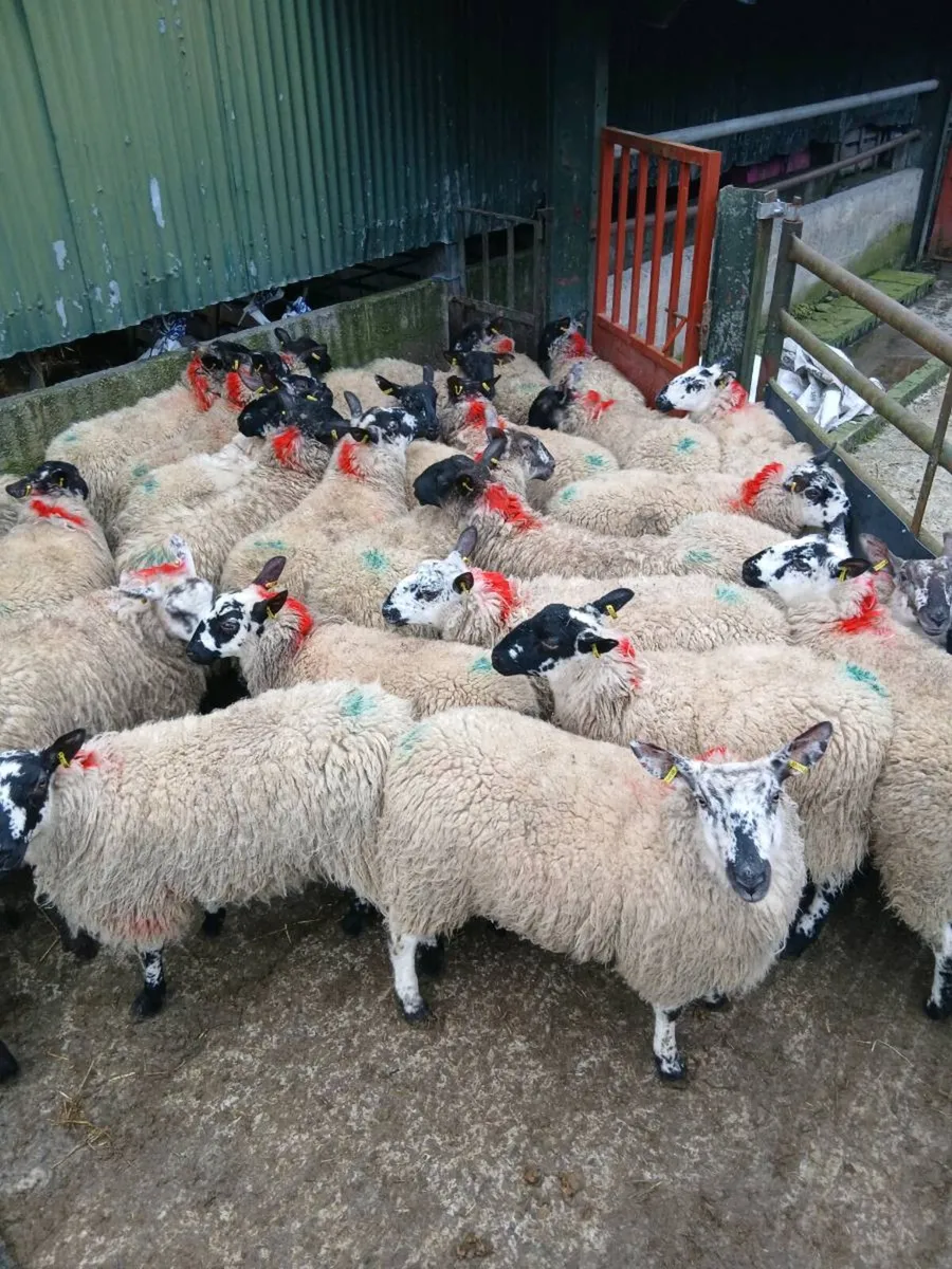 Organic ewe Milford x hoggets(10 months old) - Image 2