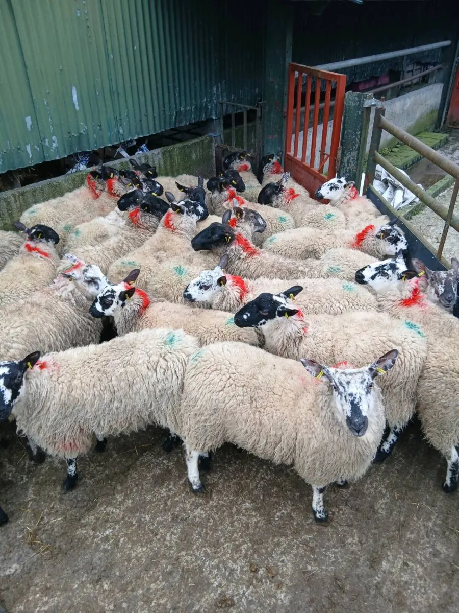 Organic ewe Milford x hoggets(10 months old) - Image 3