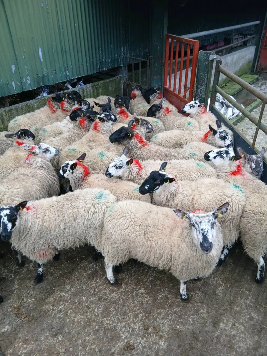 Organic ewe Milford x hoggets(10 months old) - Image 4