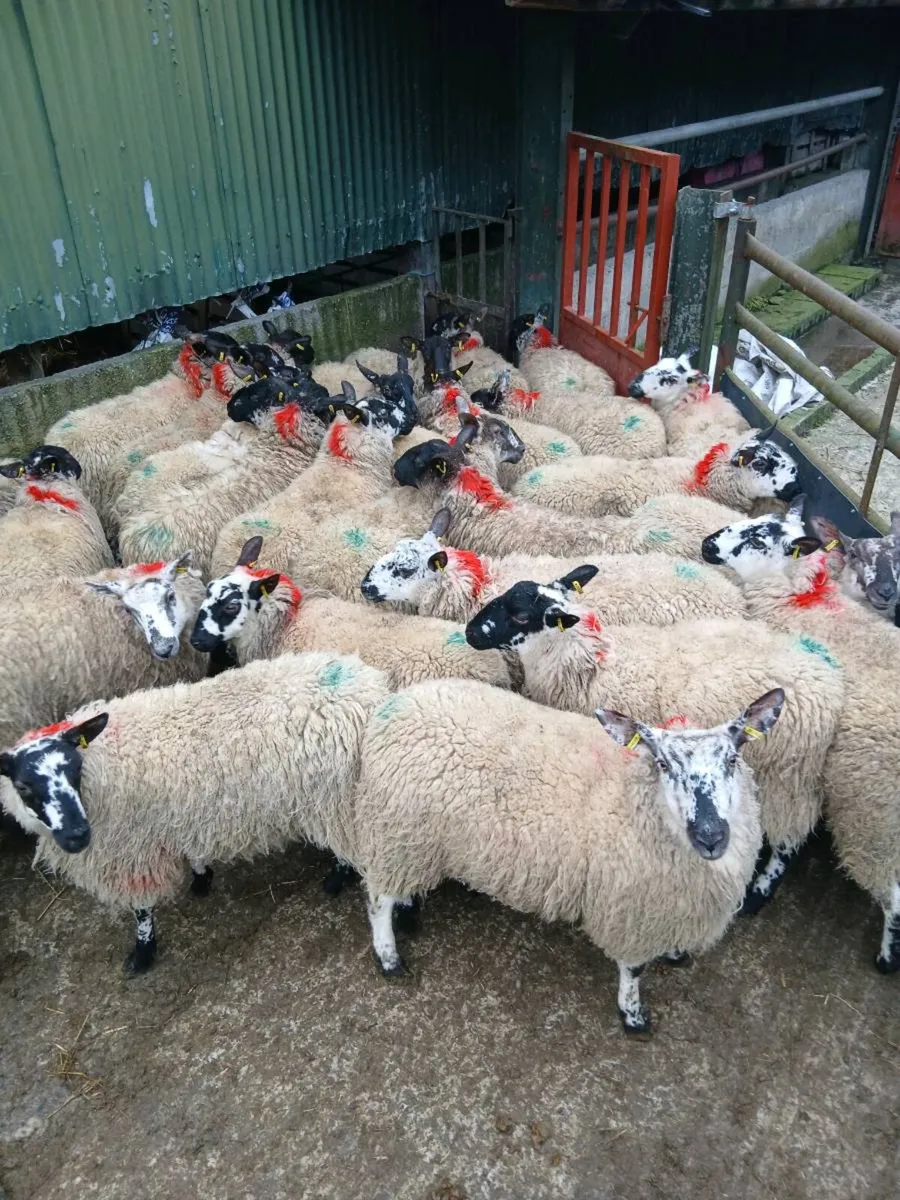 Organic ewe Milford x hoggets(10 months old) - Image 1
