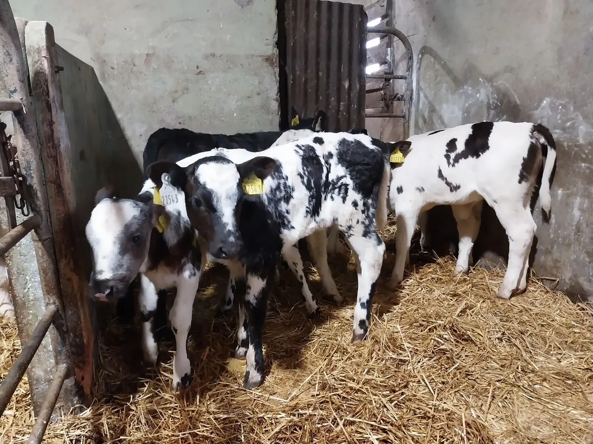 CALVES BULLS AND HEIFERS - Image 3