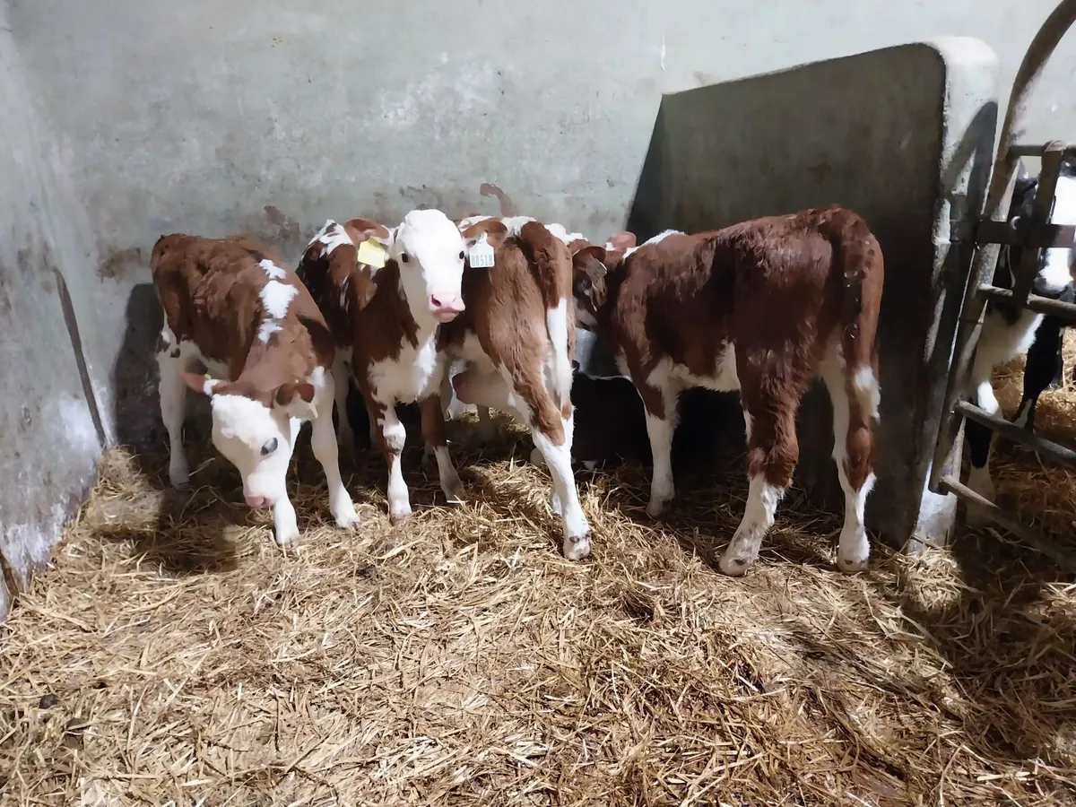 CALVES BULLS AND HEIFERS - Image 4