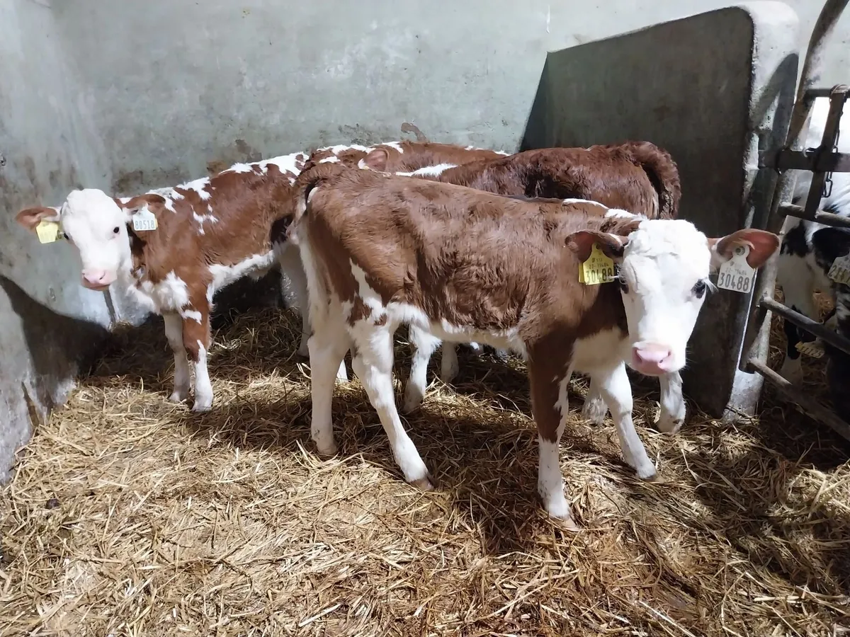 CALVES BULLS AND HEIFERS - Image 1