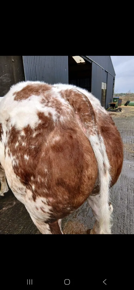 Show Heifer Gort Mart Show and Sale 5th March - Image 2