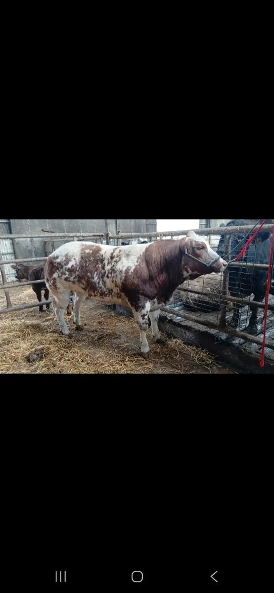 Show Heifer Gort Mart Show and Sale 5th March - Image 1