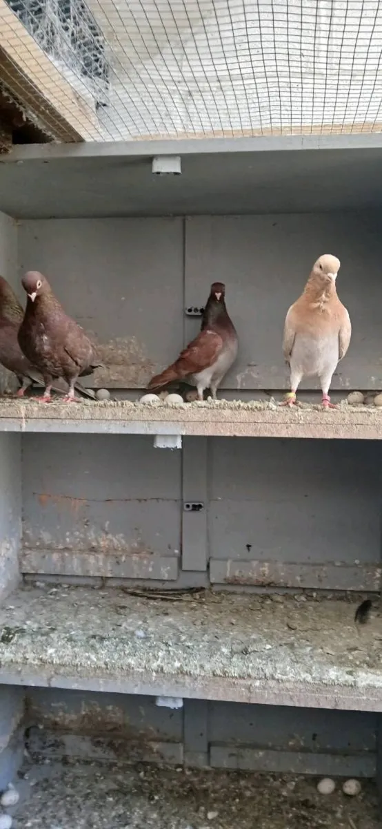 Fancy pigeons Figeritas - Image 1