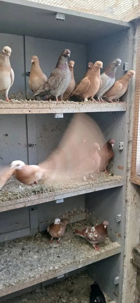 Fancy pigeons Figeritas - Image 2