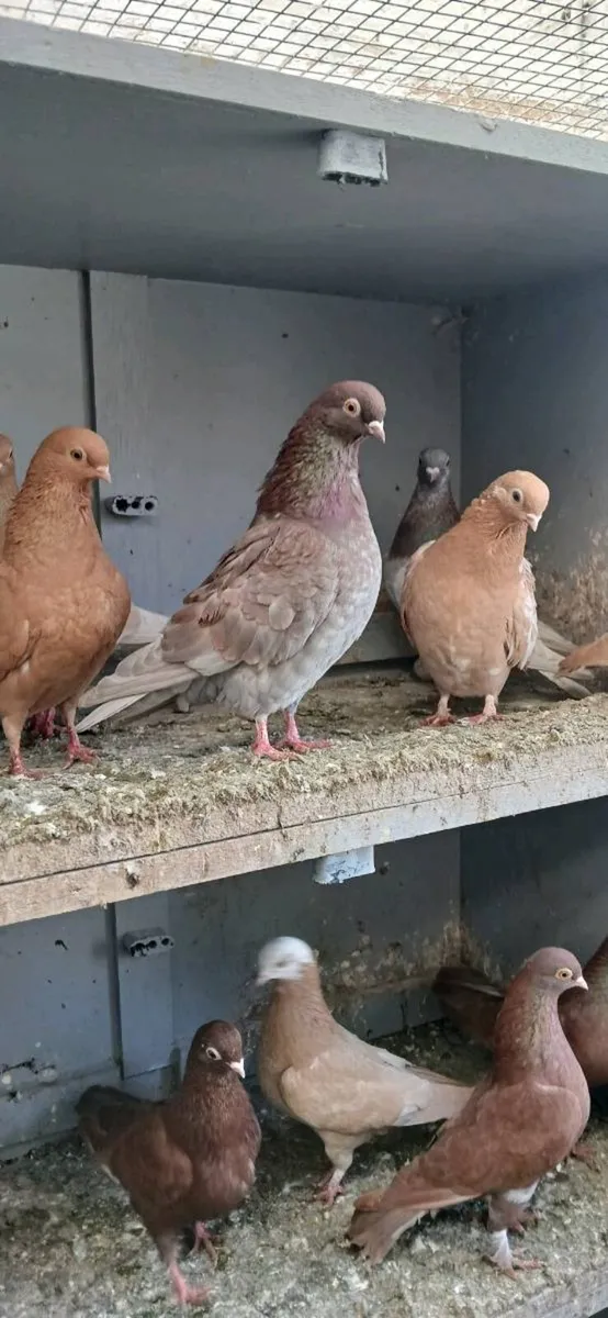 Fancy pigeons Figeritas - Image 4