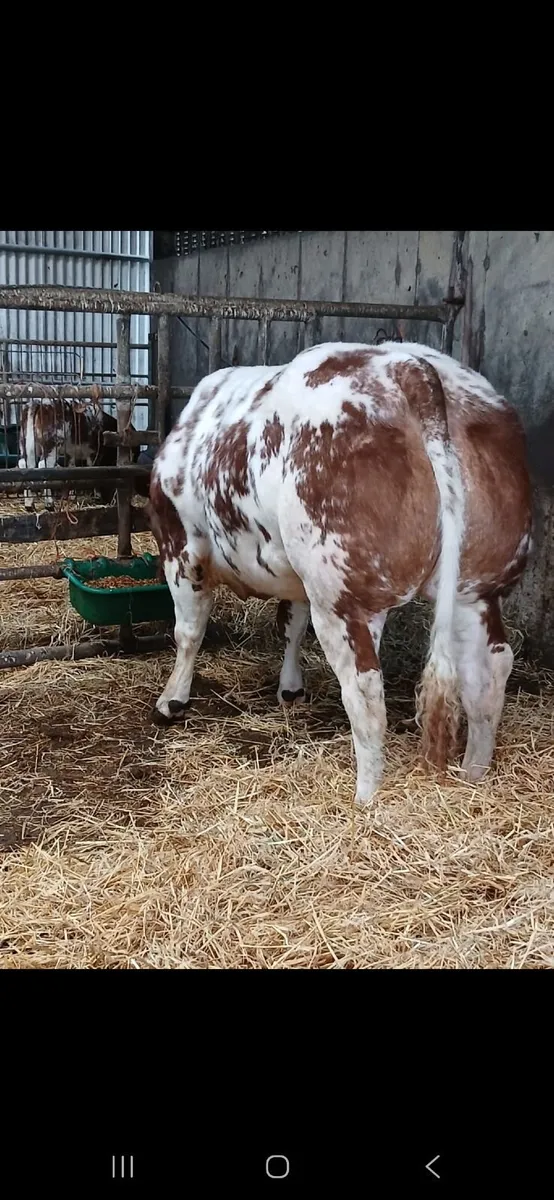Show Heifer Gort Mart Show and Sale 5th March - Image 3