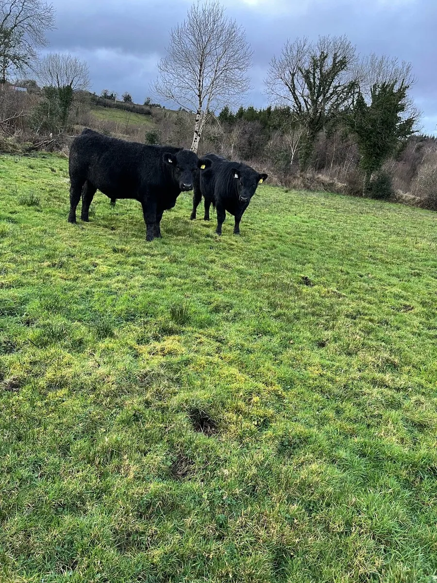 2 Purebred Bull - Image 1