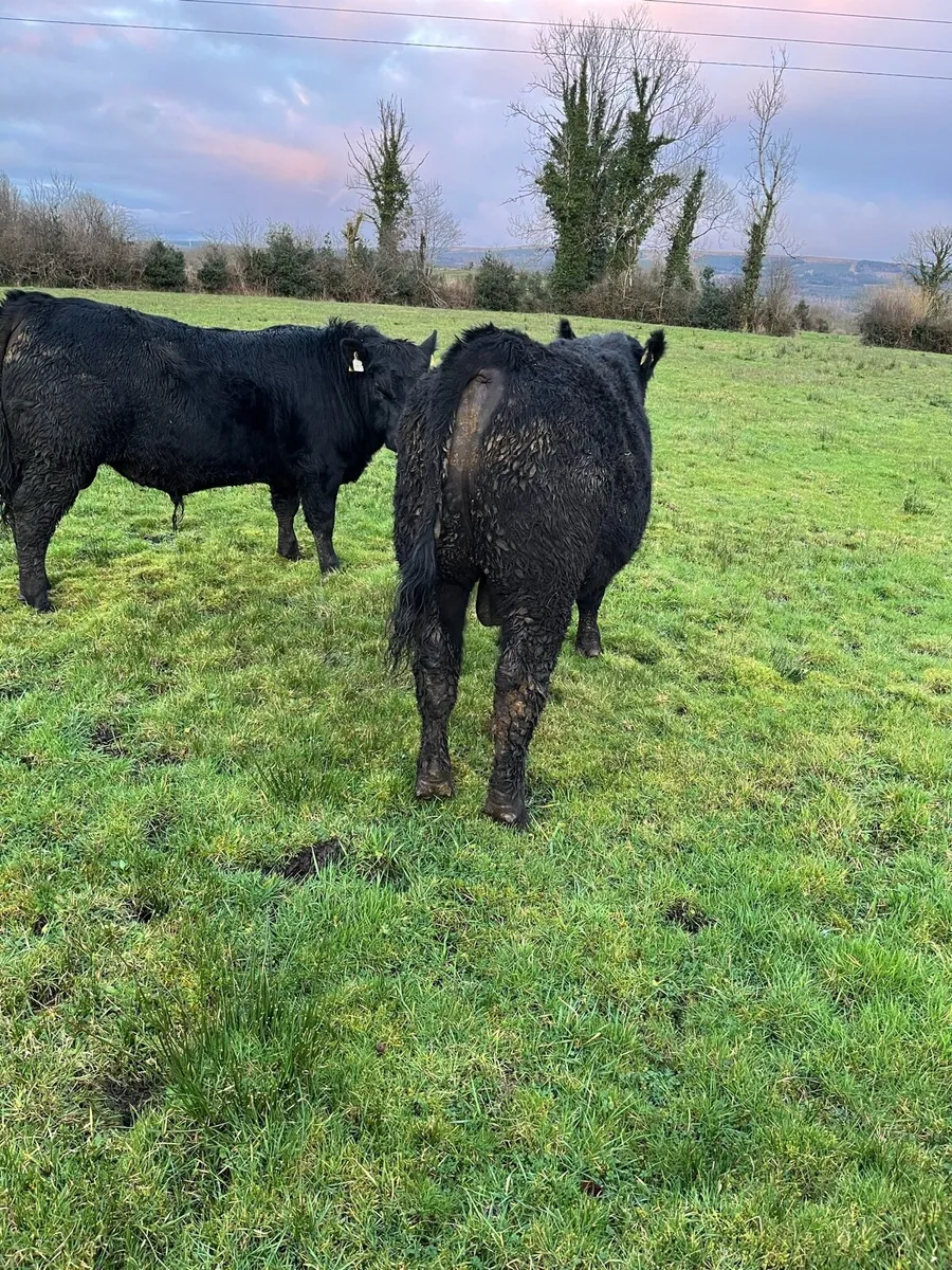 2 Purebred Bull - Image 2