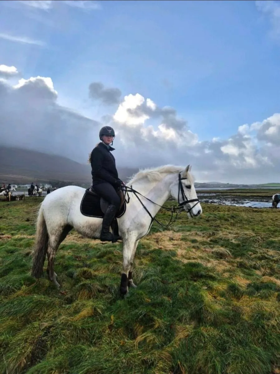 14.3h allrounder pony - Image 2