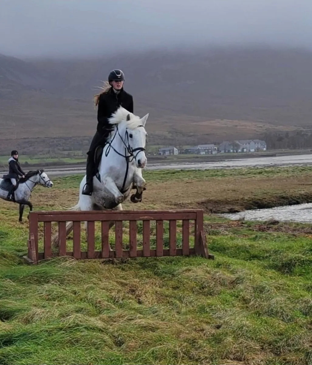 14.3h allrounder pony - Image 3