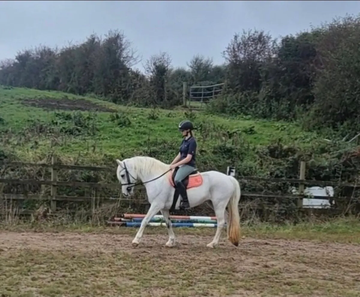 14.3h allrounder pony - Image 4