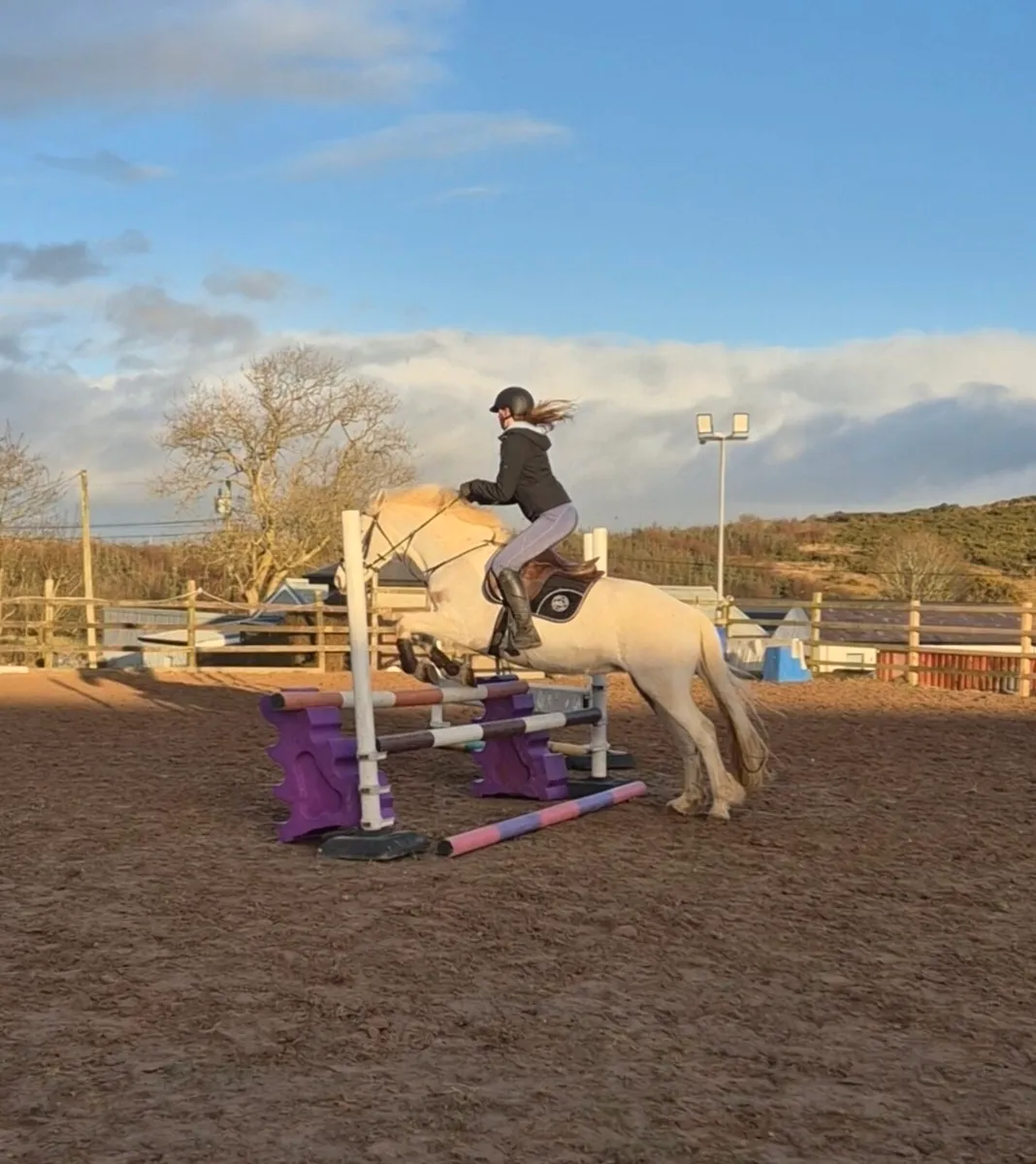 14.3h allrounder pony - Image 1