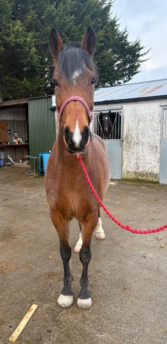 16h 5 year old filly - Image 1