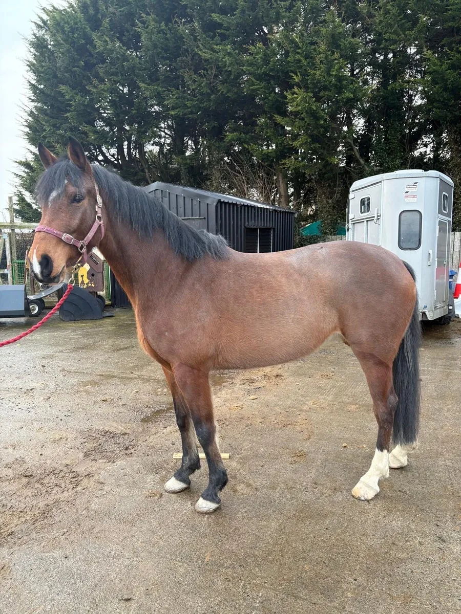 16h 5 year old filly - Image 3