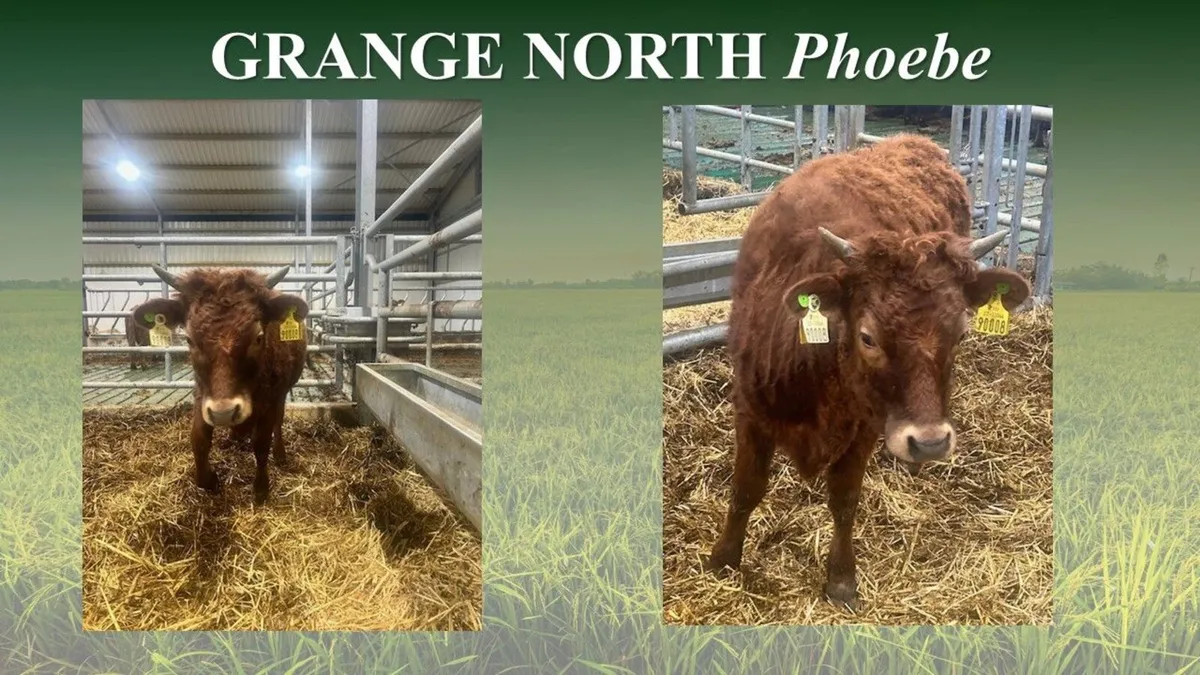 Dexter Heifer(s) and Young Bulls - Image 3