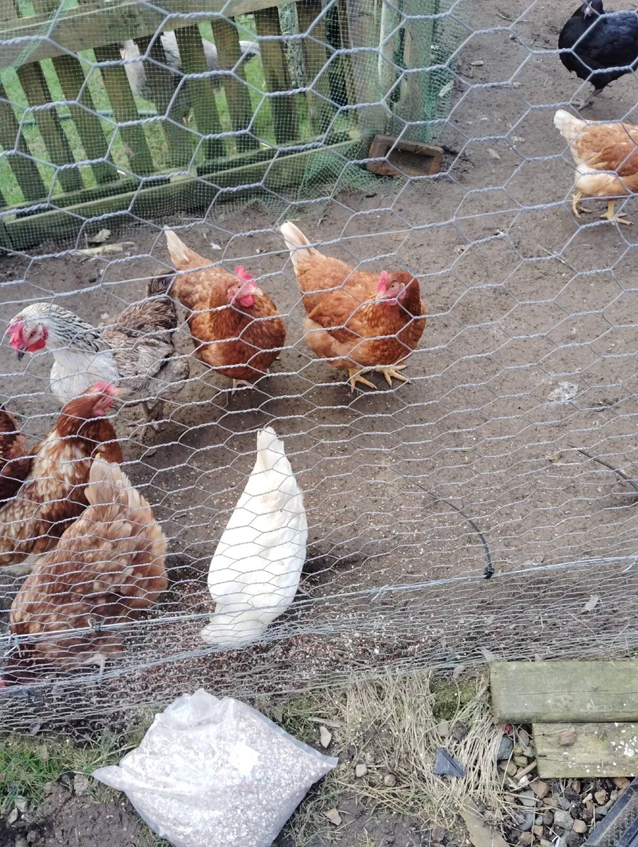 Hens - Image 2