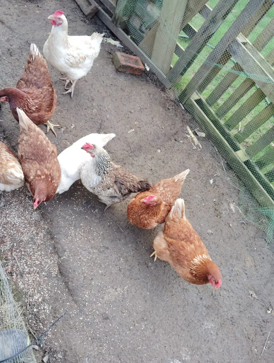 Hens - Image 3