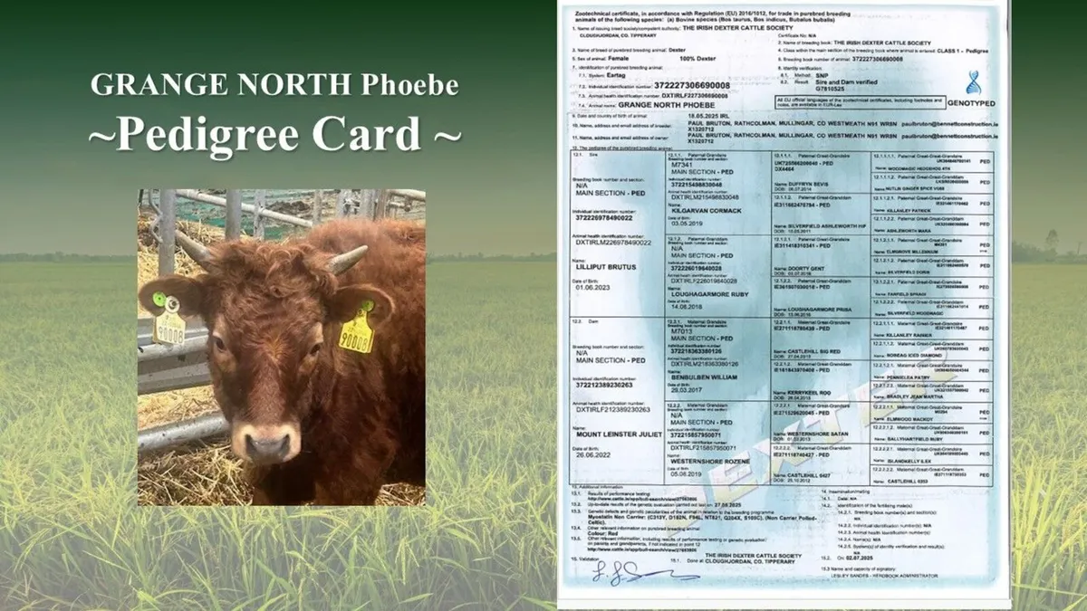 Dexter Heifer(s) and Young Bulls - Image 4