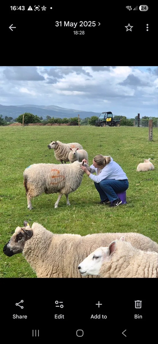 Organic sheep - Image 1