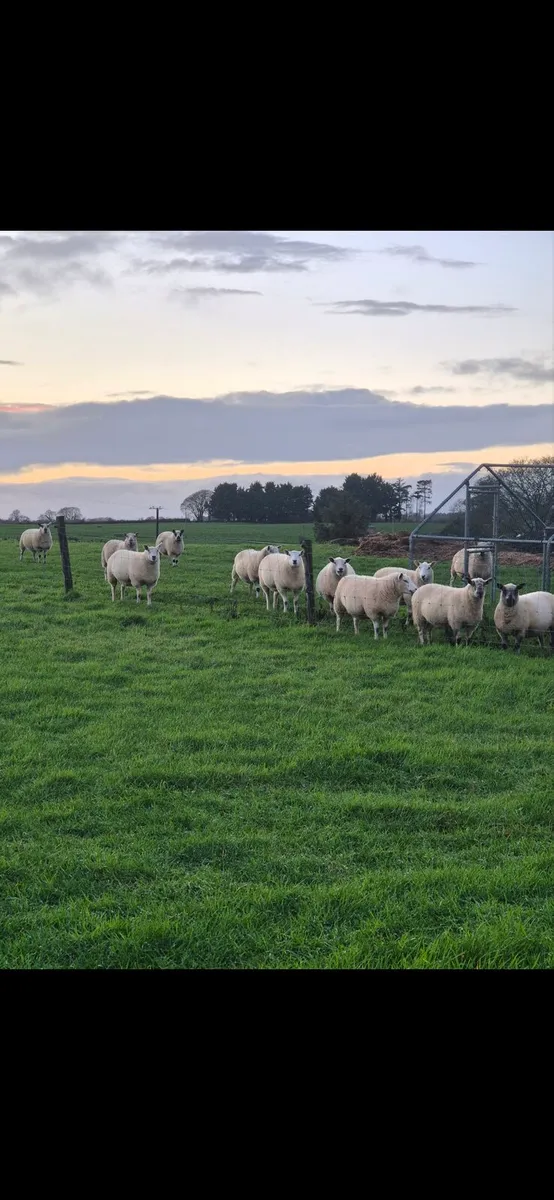 Organic sheep - Image 2