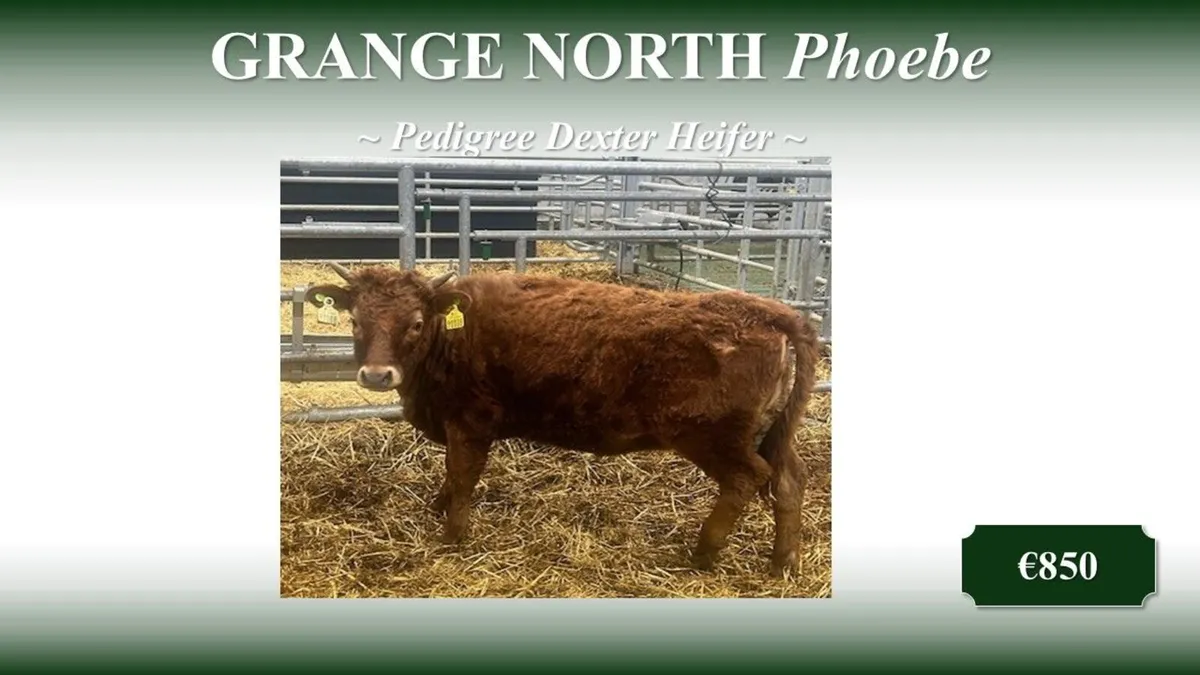 Dexter Heifer(s) and Young Bulls - Image 1