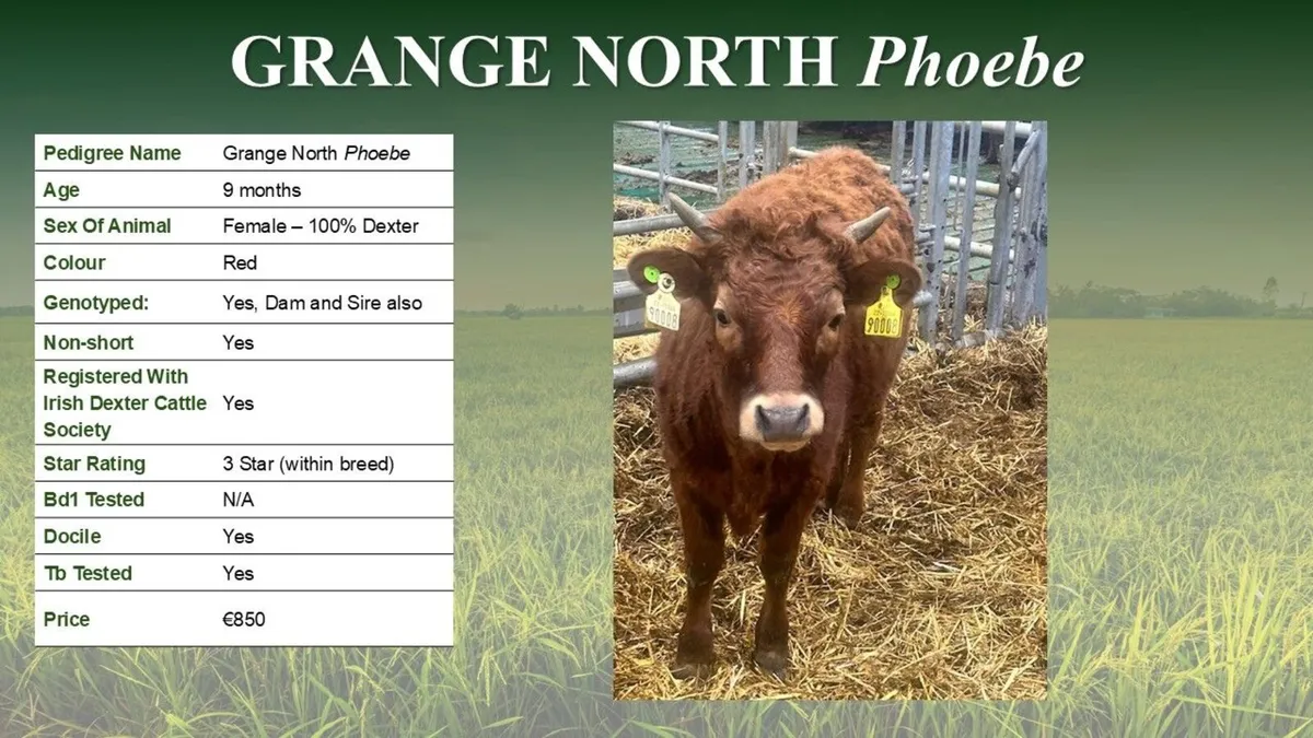 Dexter Heifer(s) and Young Bulls - Image 2