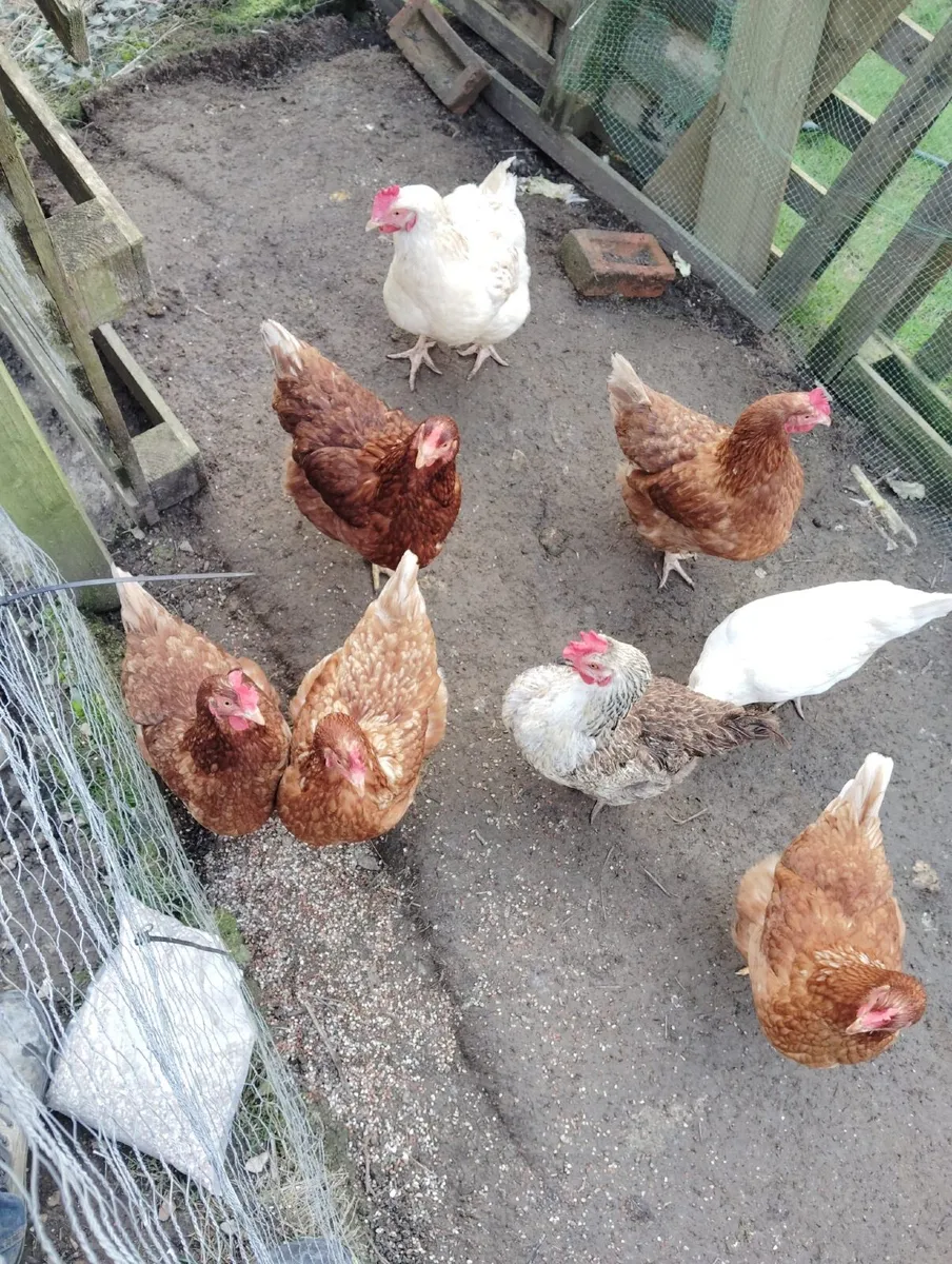 Hens - Image 1