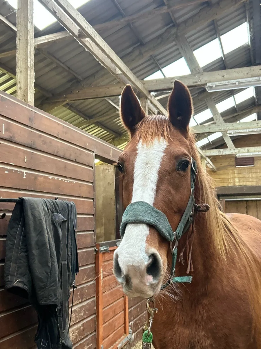 Broodmares - Image 2