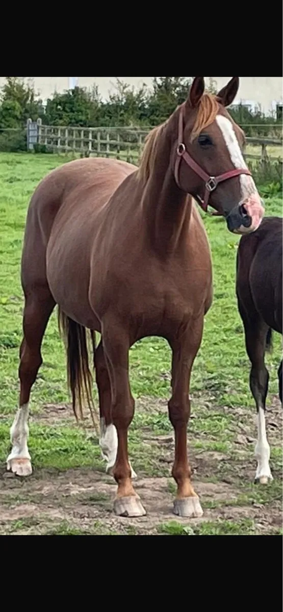 Broodmares - Image 1