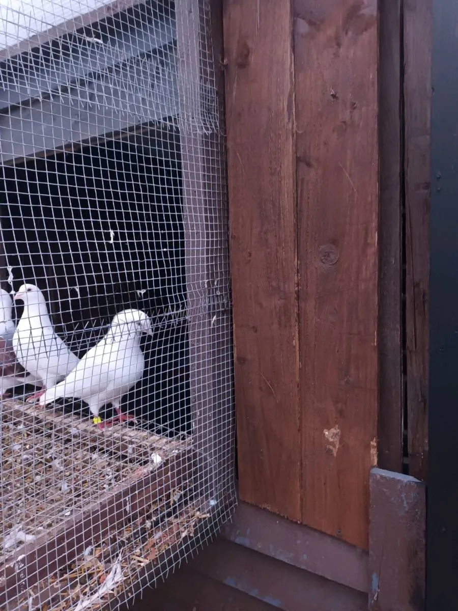 Pure white racers - Image 1