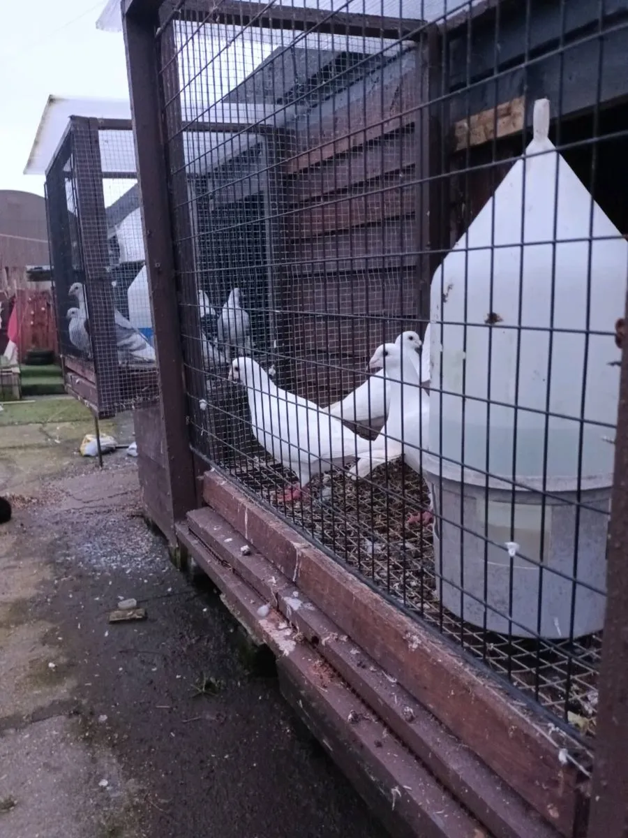 Pure white racers - Image 2