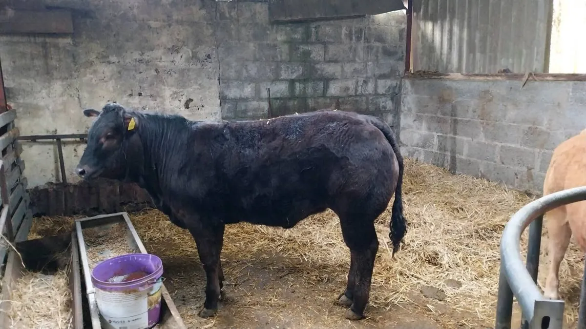 Gort mart 5th - Image 1