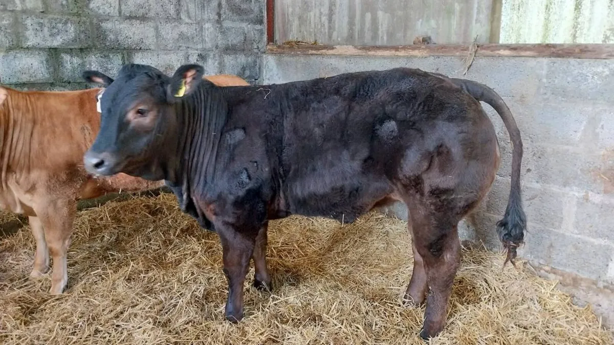 Gort mart 5th - Image 2