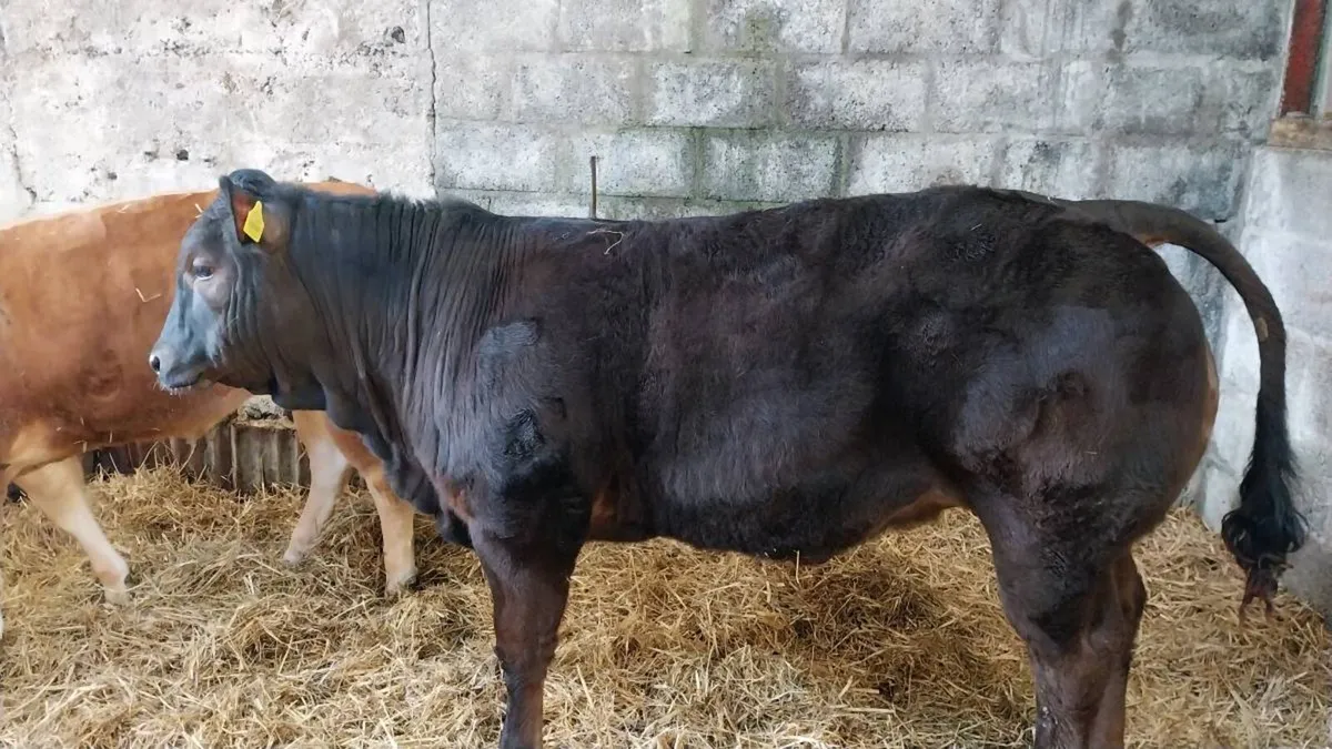 Gort mart 5th - Image 3