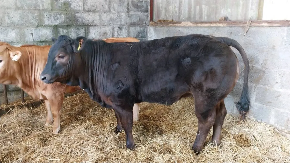 Gort mart 5th - Image 4