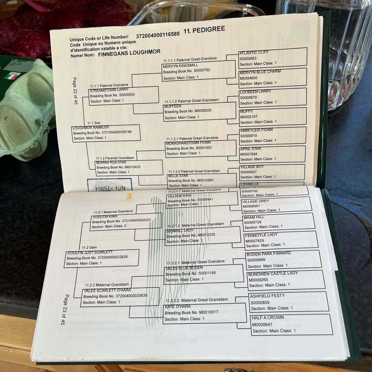 connemara 4 year old - Image 1