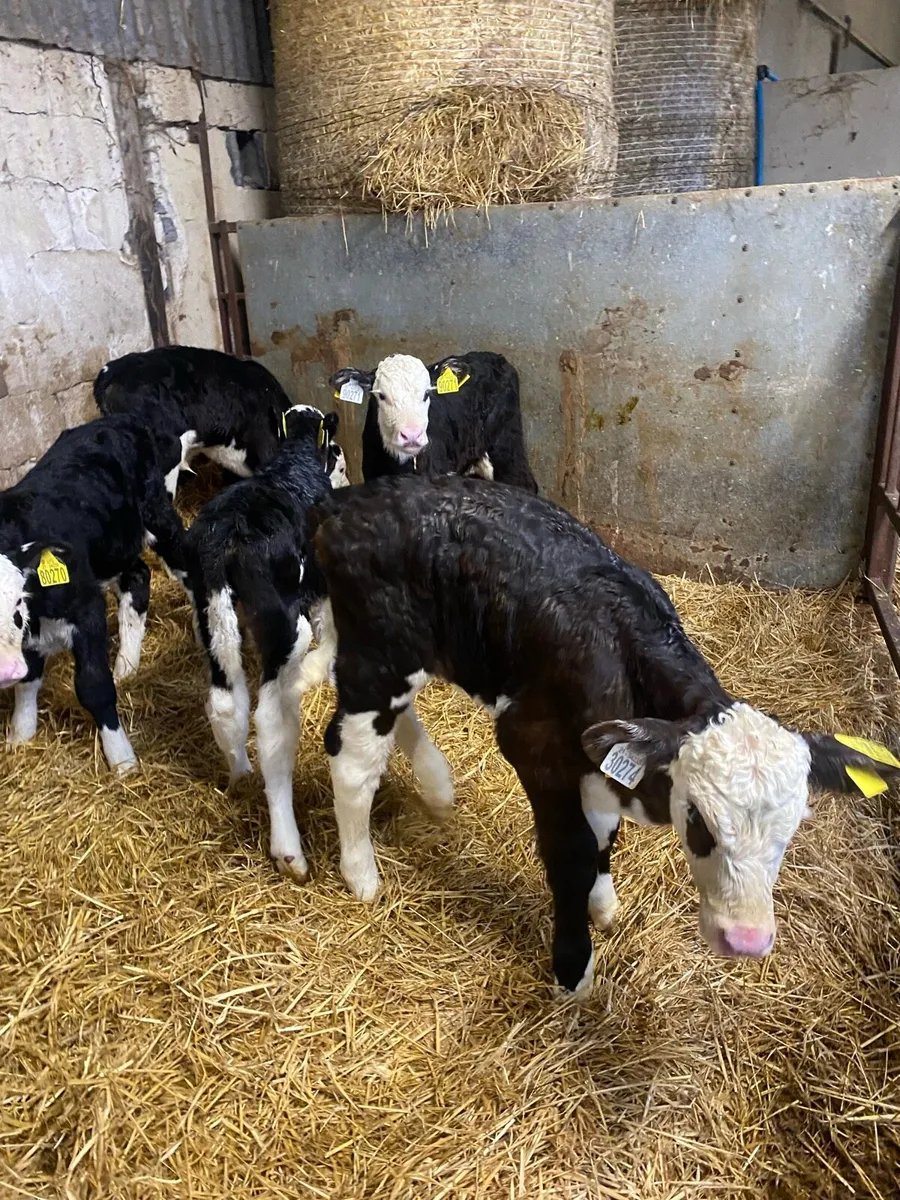 Calves - Image 4