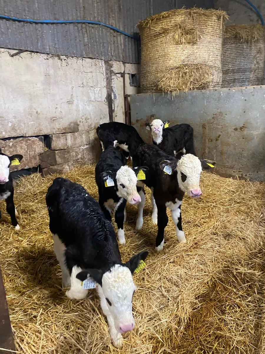 Calves - Image 2