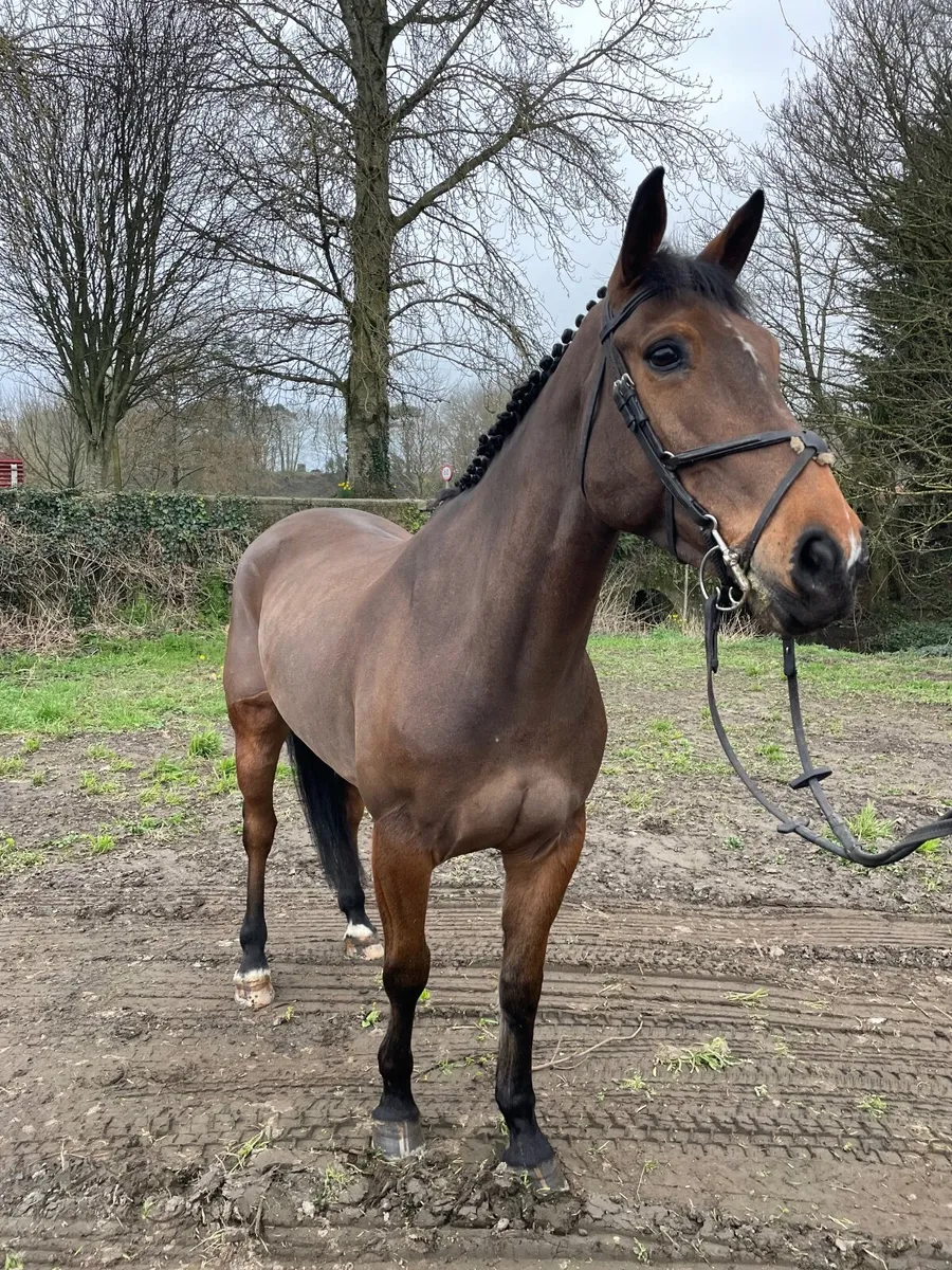 Competitive 1:10/1:20 horse for sale - Image 2