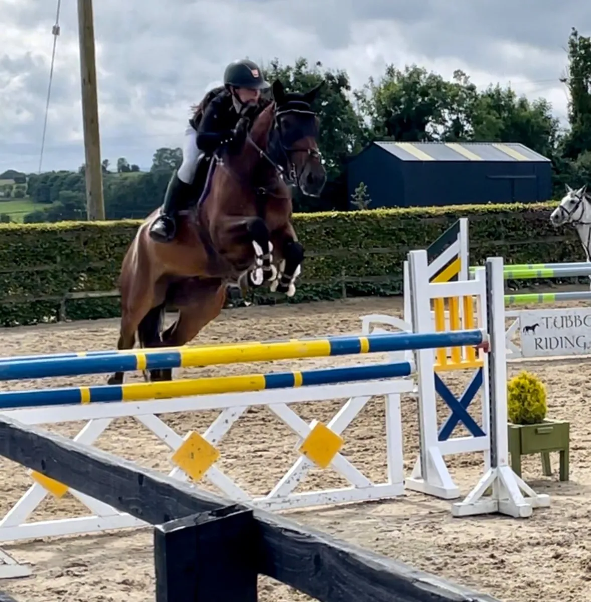 Competitive 1:10/1:20 horse for sale - Image 3