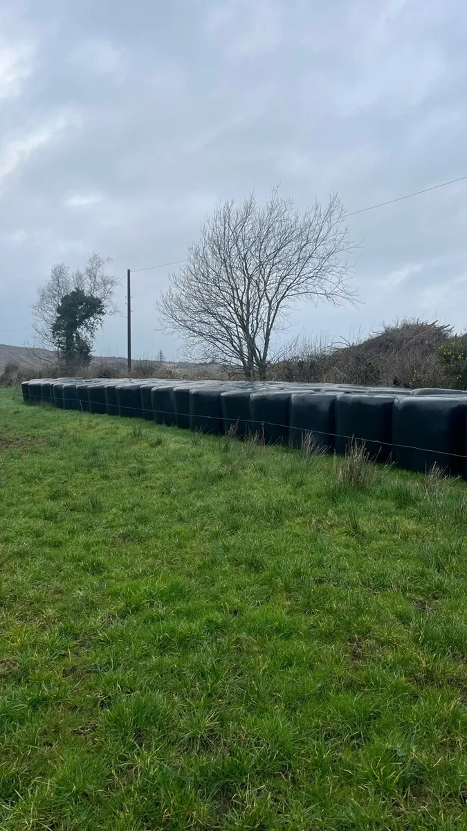 Top quality silage - Image 2